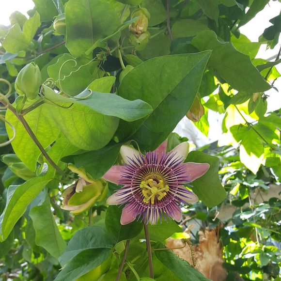 Meet your Posher, Dana - Picture 1 of 1